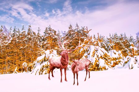 Forest in the frost. Winter landscape. Snow covered trees. Deerの写真素材