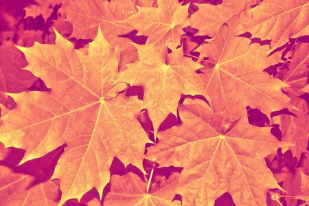 autumn landscape with bright colorful leaves. Indian summer.の写真素材