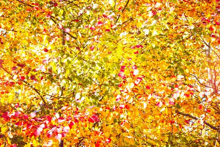 autumn landscape with bright colorful leaves. Indian summer. foliage
