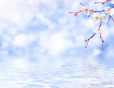 Blossoming branch apple. Bright colorful spring flowersの写真素材