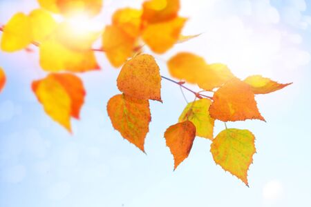 autumn landscape with bright colorful leaves. Indian summer. nature