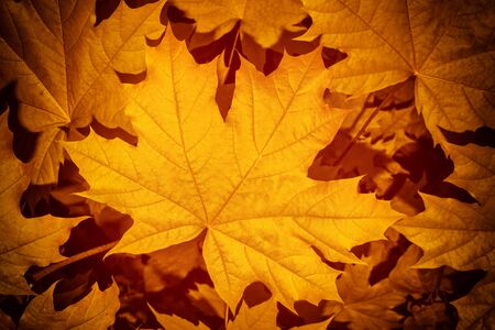 autumn landscape with bright colorful leaves. Indian summer. natureの写真素材