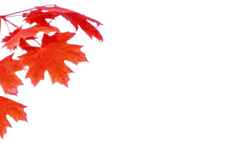 Bright colorful autumn leaves isolated on white background. natureの写真素材