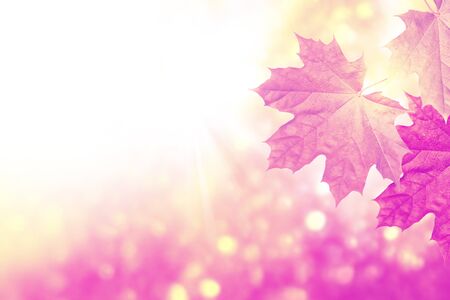 autumn landscape with bright colorful leaves. Indian summer. mapleの写真素材