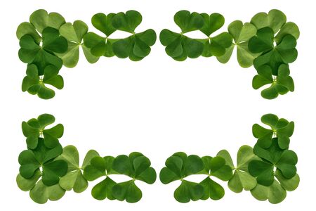 green clover leaves isolated on white background. St.Patrick 's Dayの写真素材