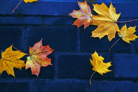 Autumn background with bright colorful leaves. Indian summer. outdoorの写真素材