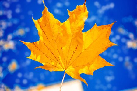 autumn landscape with bright colorful leaves. Indian summer. outdoor