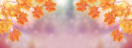 autumn landscape with bright colorful leaves. Indian summer. foliage
