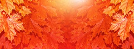 autumn landscape with bright colorful leaves. Indian summer. foliage