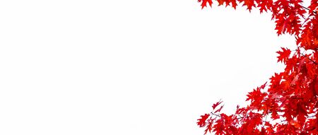 Bright autumn maple leaf on a white background.