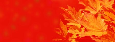 autumn landscape with bright colorful leaves. Indian summer. outdoor