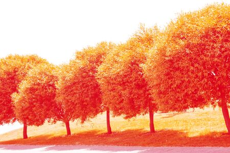 Blur. Autumn landscape. Trees with bright colorful leaves. outdoor
