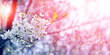 Blossoming branch cherry. Bright colorful spring flowers
