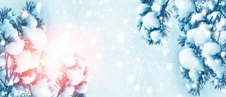 Frozen winter forest with snow covered trees. Coniferous branch.
