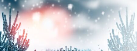 Frozen winter forest with snow covered trees. outdoorの写真素材