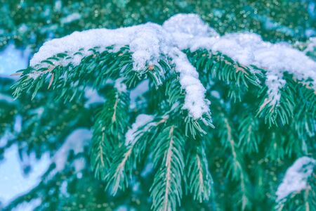 Frozen winter forest with snow covered trees.