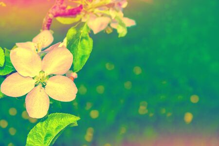 nature. Blossoming branch apple. Bright colorful spring flowersの写真素材