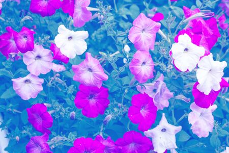 petunia colorful flowers on a background summer landscapeの写真素材