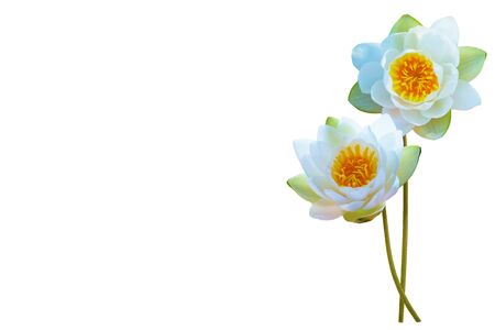 Flower water lily isolated on white background.の写真素材