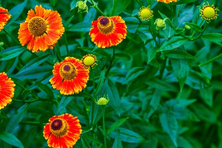 Colorful bright flowers marigold against the background of the summer landscape.