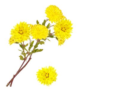 Colorful autumn flowers of chrysanthemum on a white background. natureの写真素材