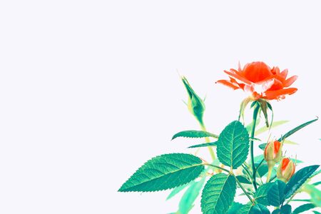 Flower bud roses on a white background. natureの写真素材
