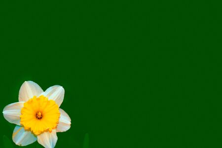 Bright and colorful flowers of daffodils on the background of the spring landscape
