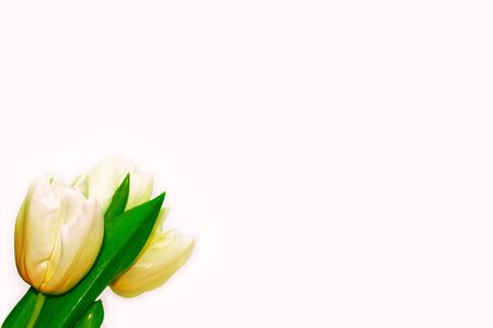spring flowers tulips isolated on white background. の写真素材