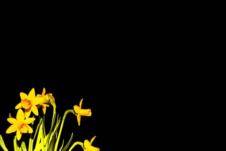 spring flowers narcissus isolated on black background. natureの写真素材