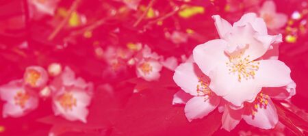 White jasmine. The branch delicate spring flowers. natureの写真素材
