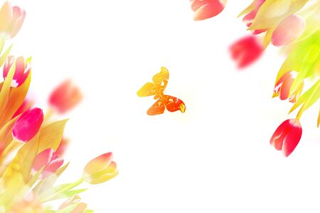 spring flowers tulips isolated on white background. butterflyの写真素材