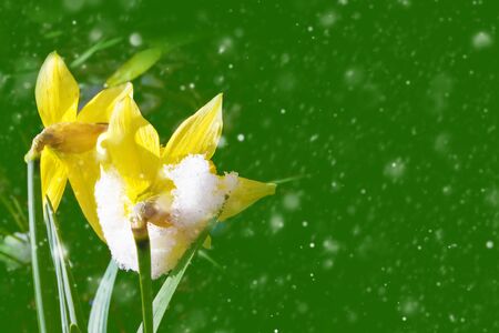 Bright colorful daffodils flowers in the snow. spring garden.の写真素材