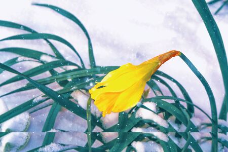 Bright colorful daffodils flowers in the snow. spring garden.