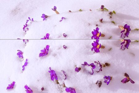 Bright colorful flowers in the snow. Nature.の写真素材