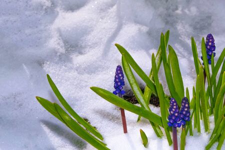 nature. hyacinth flower growing in snow in early spring forestの写真素材