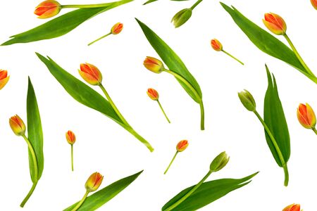spring flowers tulips isolated on white background. の写真素材