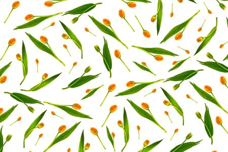 spring flowers tulips isolated on white background. の写真素材