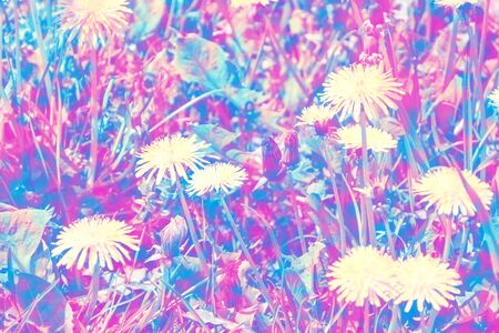 Fluffy dandelion flower against the background of the summer landscape. natureの写真素材