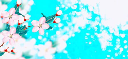 Blossoming branch cherry. Bright colorful spring flowersの写真素材