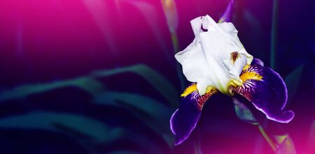 Bright colorful iris flowers on a background of the spring landscape.の写真素材