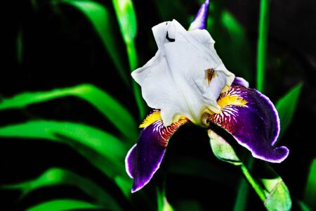 Bright colorful iris flowers on a background of the spring landscape.