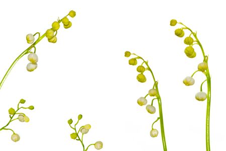 Lily of the valley flower on white background. natureの写真素材