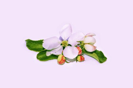 Blossoming branch apple. Bright colorful spring flowers. Beautiful nature sceneの写真素材