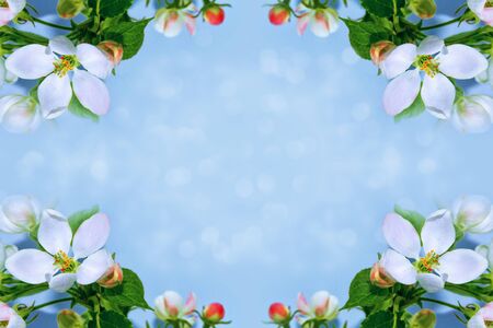 Blossoming branch apple. Bright colorful spring flowers. Beautiful nature sceneの写真素材