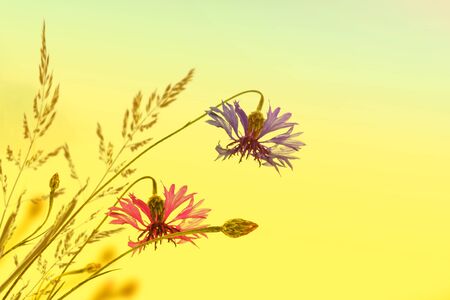 Field cornflower blue flowers against the background of the summer landscape.の写真素材