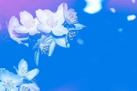 White jasmine. The branch delicate spring flowers. natureの写真素材