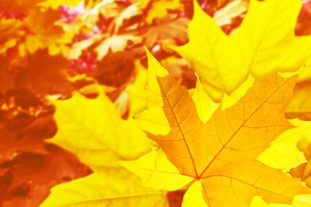 maple. autumn landscape with bright colorful leaves. Indian summer. foliageの写真素材