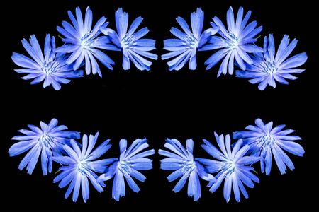 Chicory flower with leaf isolated on black background. natureの写真素材