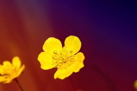 bright yellow flowers buttercups on a background summer landscape.の写真素材
