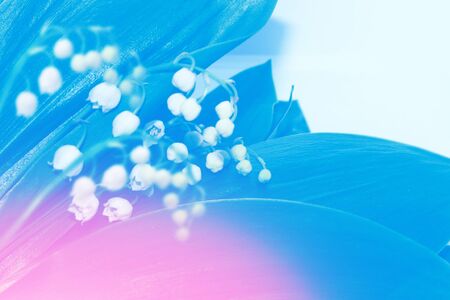 Spring landscape. flowers lily of the valley. outdoorsの写真素材